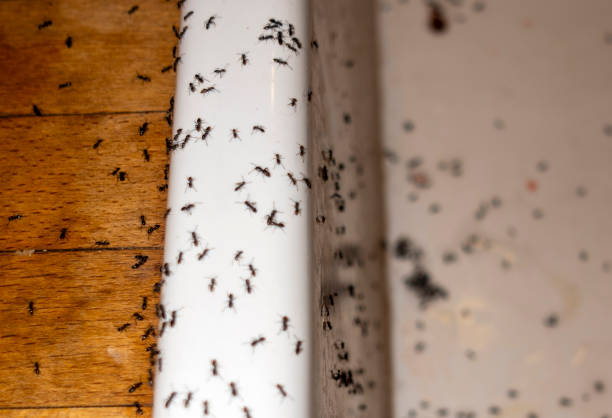 Best Termite Control Services  in Memphis, MO