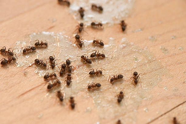 Pest Control for Restaurants in Memphis, MO